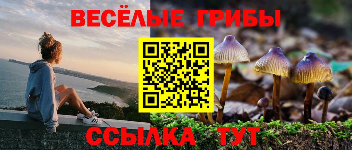 Галлюциногенные грибы Psilocybe Богородицк